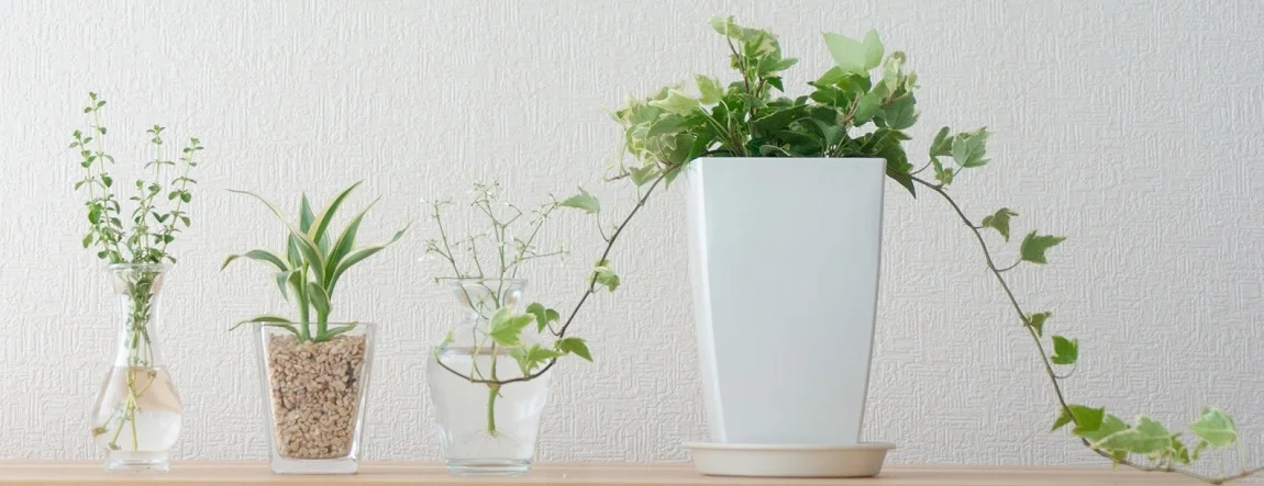窓辺に並ぶ観葉植物と自然光が入るサロンの一角